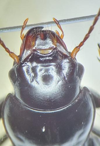 Acinopus megacephalus